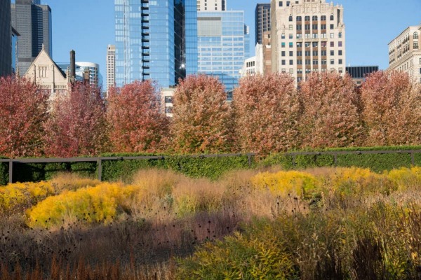 Lurie-Garden_108