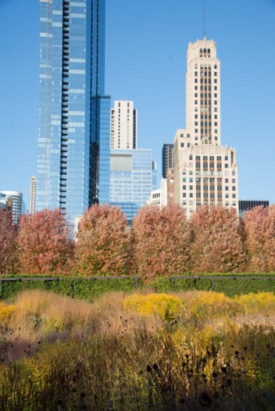 Lurie-Garden_113