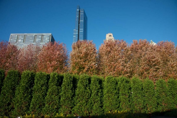 Lurie-Garden_122