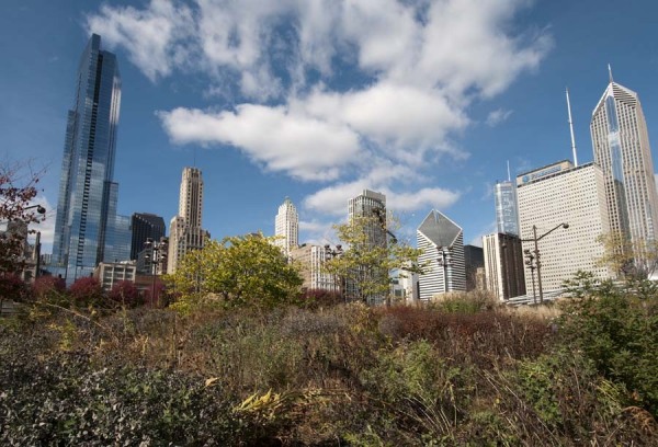 Chicago skyline and Lurie Garden in Millennium Park