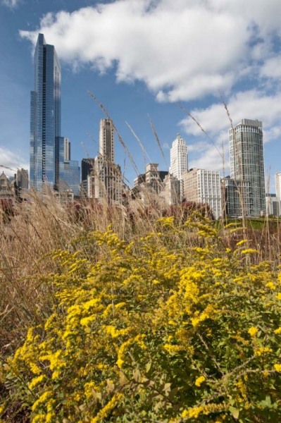 Chicago skyline and Lurie Garden in Millennium Park