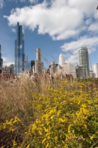 Chicago skyline and Lurie Garden in Millennium Park