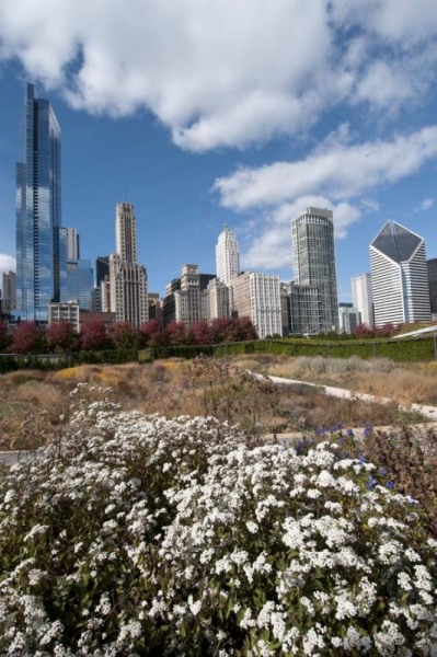 Chicago skyline and Lurie Garden in Millennium Park