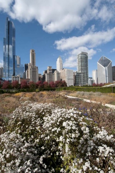 Chicago skyline and Lurie Garden in Millennium Park