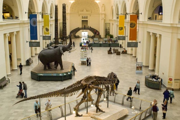 FieldMuseum085