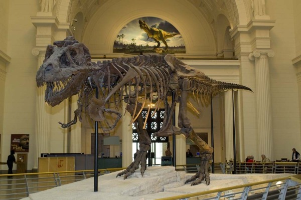 FieldMuseum127