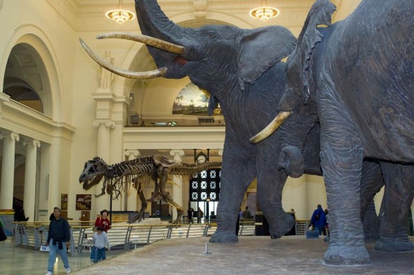 FieldMuseum133