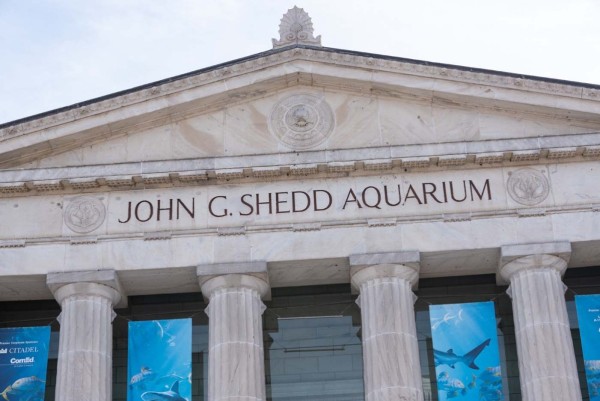 Shedd-Aquarium_012