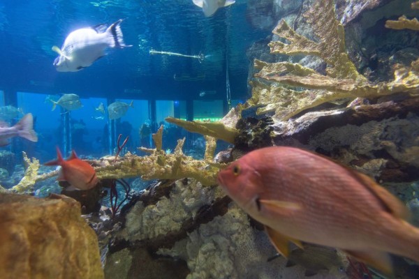 Shedd-Aquarium_059