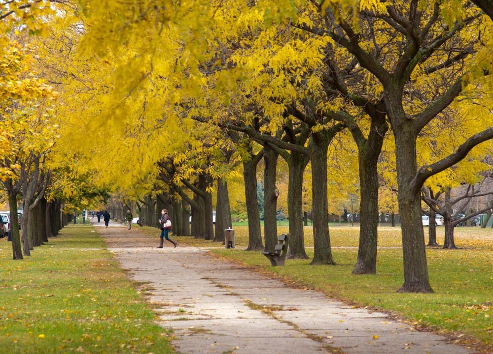University of Chicago, autumn.