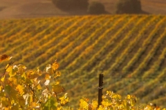 California, Sonoma, vineyard in northern California wine district